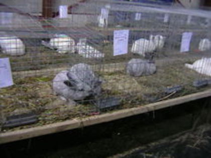 EXPO 2015 MARAMURES - EXPOZITII MARAMURES