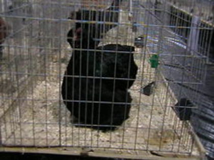 EXPO 2015 MARAMURES - EXPOZITII MARAMURES