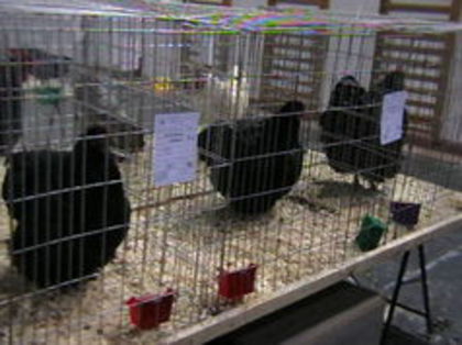 EXPO 2015 MARAMURES - EXPOZITII MARAMURES