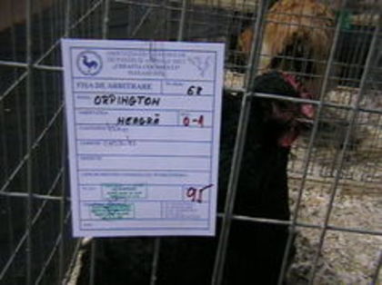 EXPO 2015 MARAMURES - EXPOZITII MARAMURES