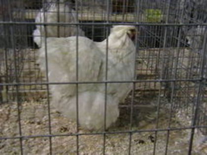 EXPO 2015 MARAMURES - EXPOZITII MARAMURES