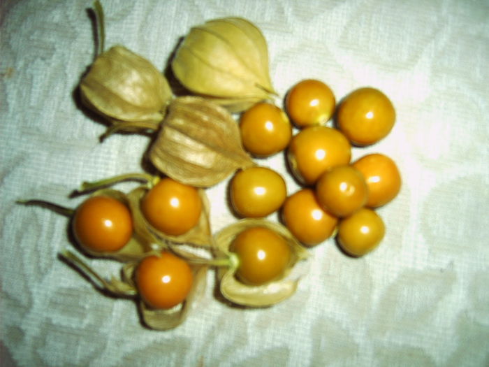 CIRESE DE PAMINT - physalis - 14 - CIRESE DE PAMINT-2015