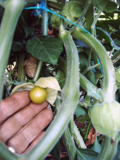 CIRESE DE PAMINT - physalis