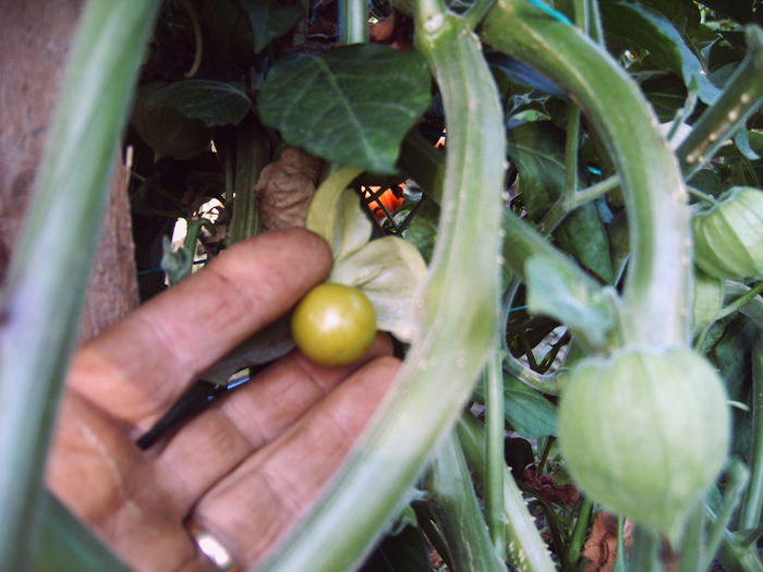 CIRESE DE PAMINT - physalis - 14 - CIRESE DE PAMINT-2015