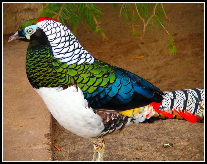 lady_amethyst_pheasant3