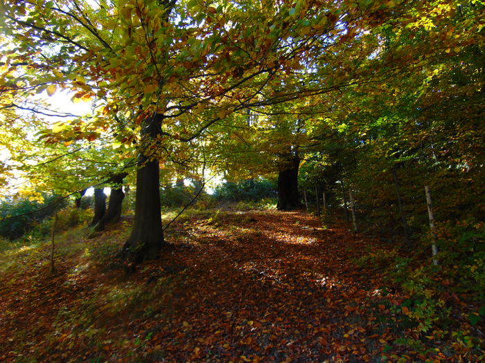 DSC01367 - Photo 00