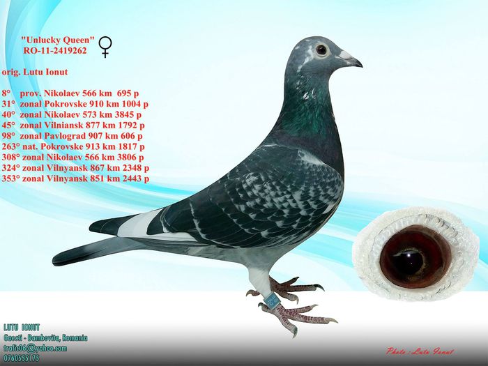 UNLUCKY QUEEN ORIG.LUTU IONUT; O FRUMUSETE
