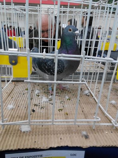 FALCAO-ORIG.LUTU IONUT -TRAFIC; NEGRILA IN EXPO
