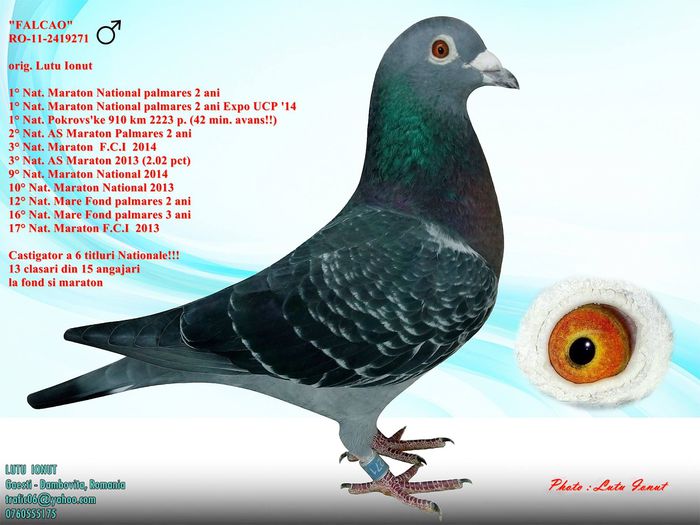 FALCAO-ORIG.LUTU IONUT -TRAFIC; FFF BUN ZBURATOR
