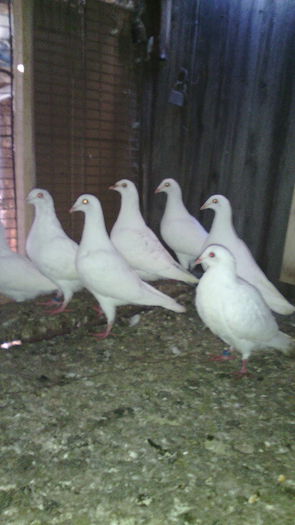 IMG_20151031_081557 - Porumbei pentru nunti