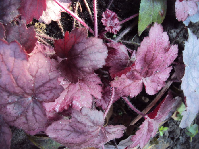 DSC08384 - 2016 Heuchera