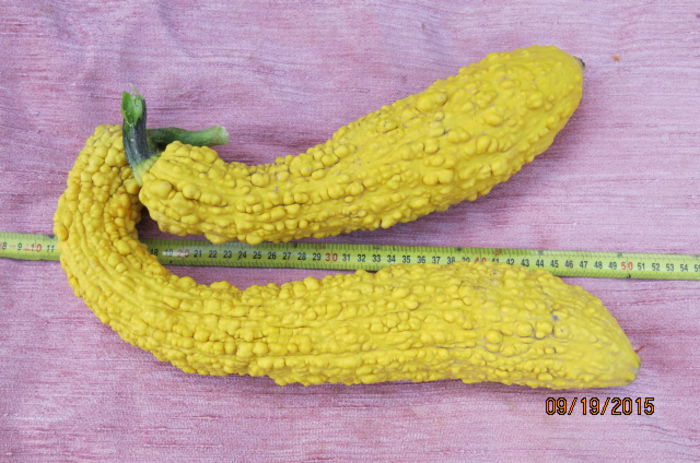 DOVLEC- ZUCCHINI - 18 - DOVLECEI ZUCCHINI - 2015