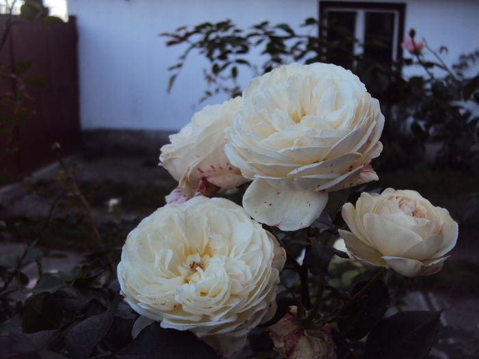DSC08140