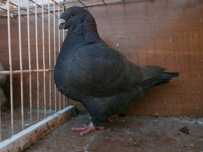 FEM 2012- 150 \RON - ARHIVA   AMERICANI   VINDUTI