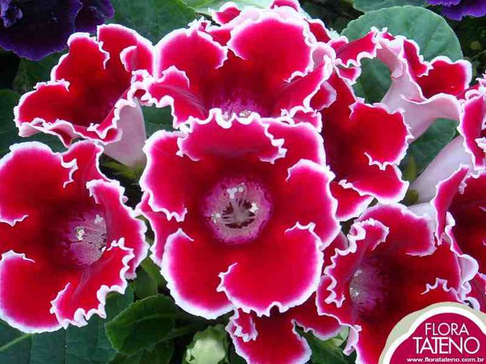 gloxinia_063 - Dorinte