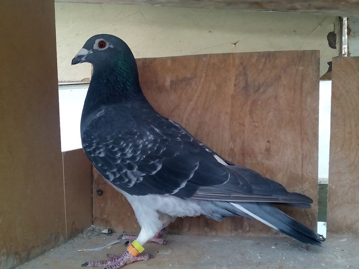 M-13-Ro...7 clasari cu norma....; 7 clasari,,,norma demifond si norma Fond...6 angajari,6clasari in 2014...2730km clasati,,,2381km in 2014 clasati oprit la matca...250ron.
