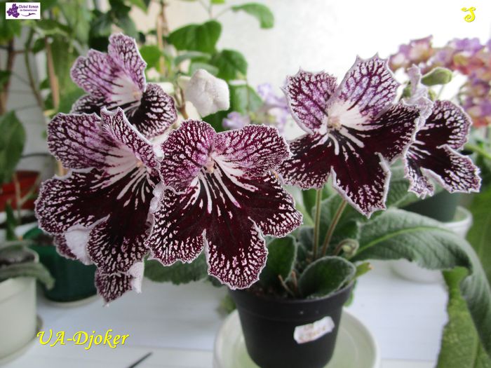 UA-Djoker(11-11-2015)