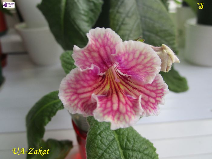 UA-Zakat (11-11-2015)