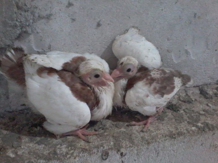 din florii moriscari