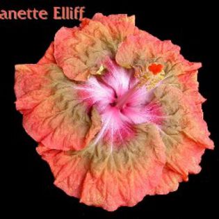 Jeanette%20Elliff