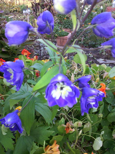 nemtisor peren in noiembrie