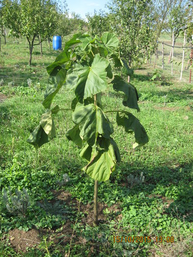 Picture 4868 - Paulownia Tomentosa 2014-2016