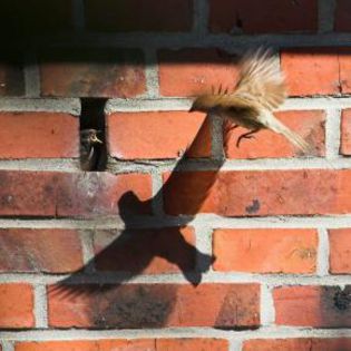 50295_8caf04373ae50324756b18acc9f6dabf_mdsq