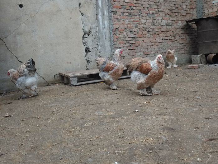 IMG_20151111_124915[1]