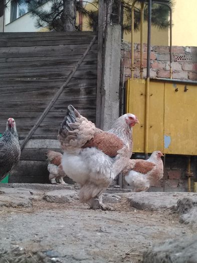 IMG_20151111_125243[1]