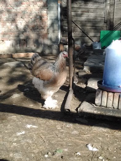 IMG_20151028_130043[1]