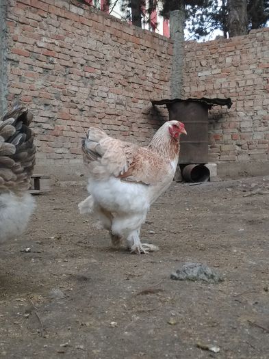 IMG_20151111_124813[1]