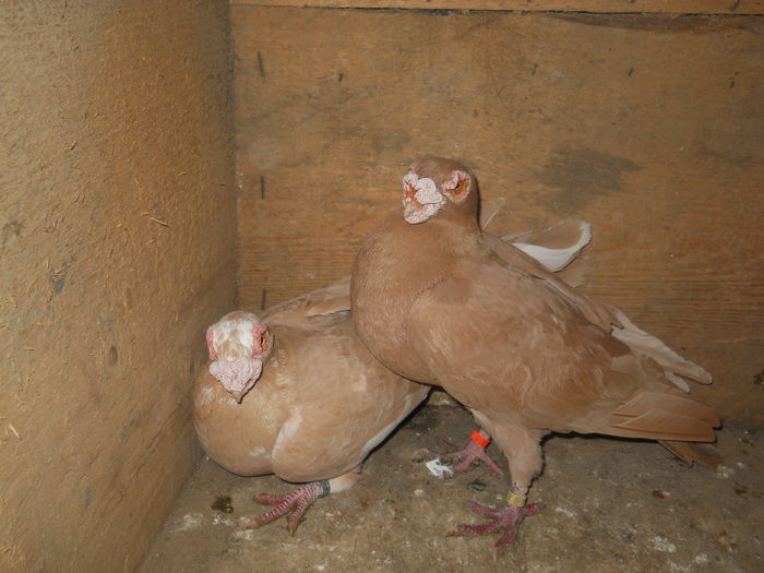 P13 m-2011-vandut,f-2014