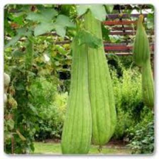 LUFFA - BURETE VEGETAL - 25 - LUFFA - BURETE VEGETAL