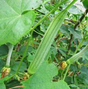 LUFFA - BURETE VEGETAL