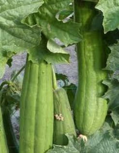 LUFFA - BURETE VEGETAL