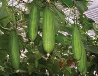 LUFFA - BURETE VEGETAL - 25 - LUFFA - BURETE VEGETAL