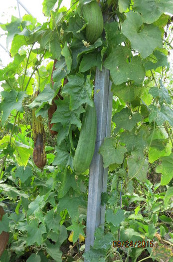 LUFFA - BURETE VEGETAL - 25 - LUFFA - BURETE VEGETAL