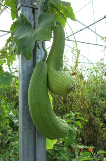 LUFFA - BURETE VEGETAL