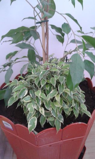 20151111_135120 - Ficus 2015