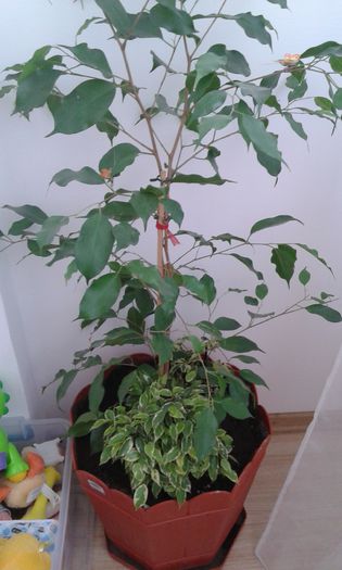 20151111_135039 - Ficus 2015