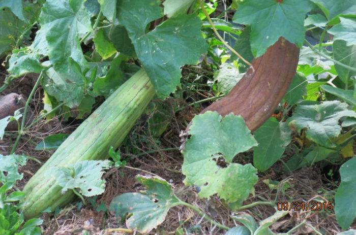 LUFFA - BURETE VEGETAL