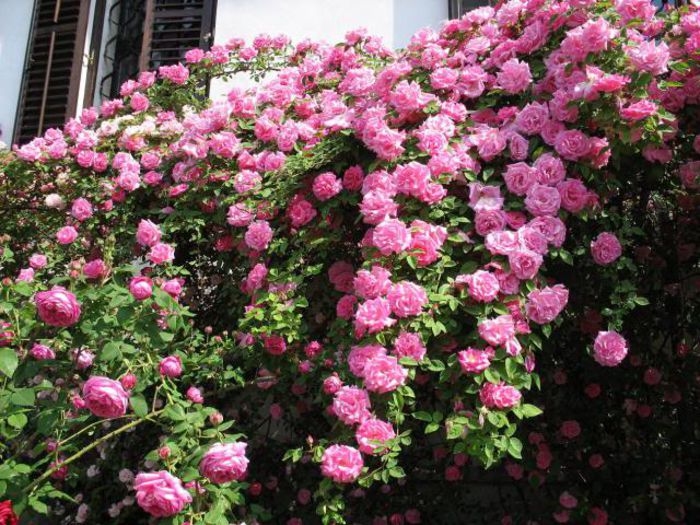 Zephirine Drouhin