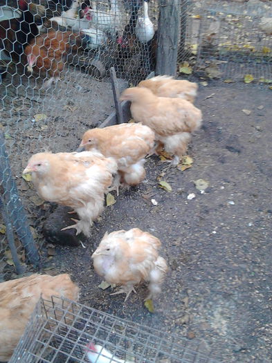 IMG_20151111_155825; la soare
