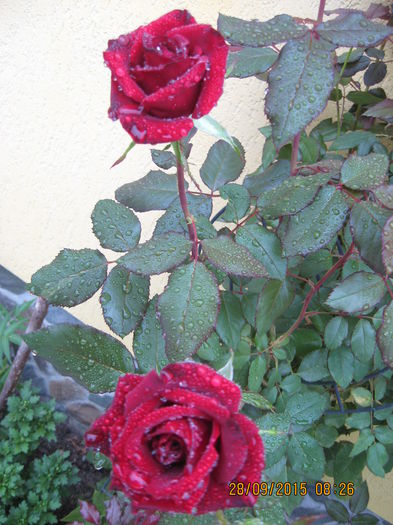 Picture 4663