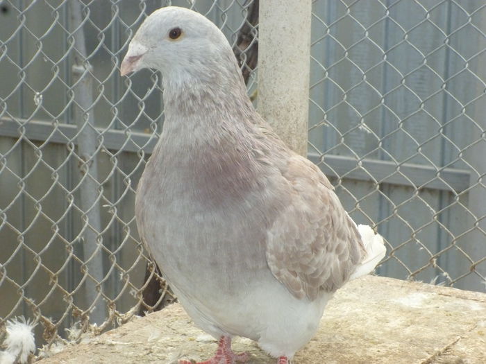 P1030441; m 2015.
