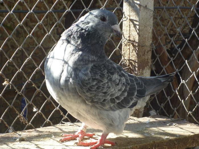 P1030204; m 2015.
