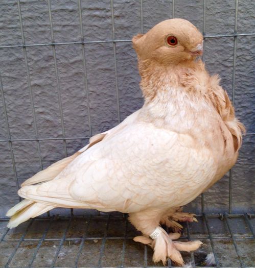 Femela