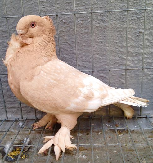 Femela