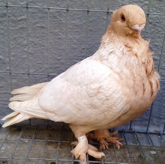 image - BLONDINETI VANDUTI