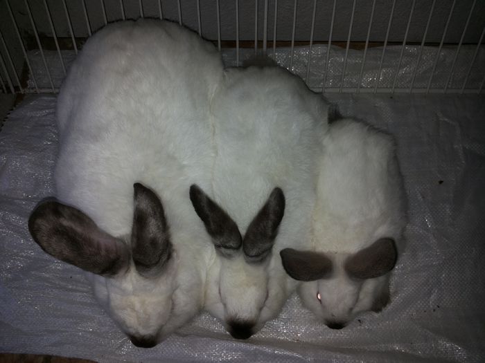 Mascul si 2 femelute